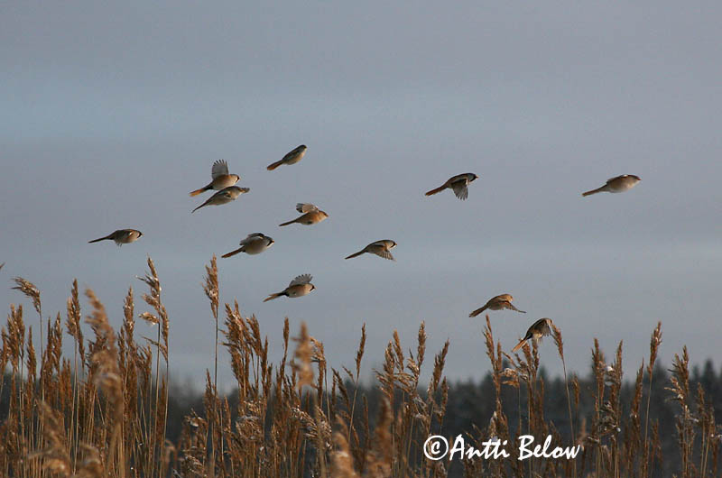 Avainsanat: Mallerenga de bigotis Skægmejse Baardmannetje Bearded Reedling Bearded Tit Roohabekas, roovilbas Viiksitimali Panure à moustaches Bartmeise Barkóscinege Kampameisa Basettino Skjeggmeis Chapim-de-bigode Panurus biarmicus Bigotudo Skäggmes