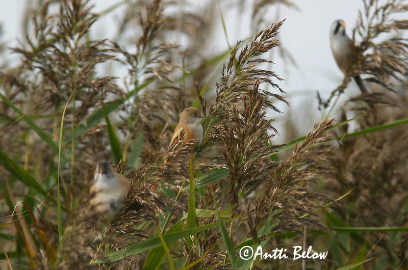 Avainsanat: Mallerenga de bigotis Skægmejse Baardmannetje Bearded Reedling Bearded Tit Roohabekas, roovilbas Viiksitimali Panure à moustaches Bartmeise Barkóscinege Kampameisa Basettino Skjeggmeis Chapim-de-bigode Panurus biarmicus Bigotudo Skäggmes