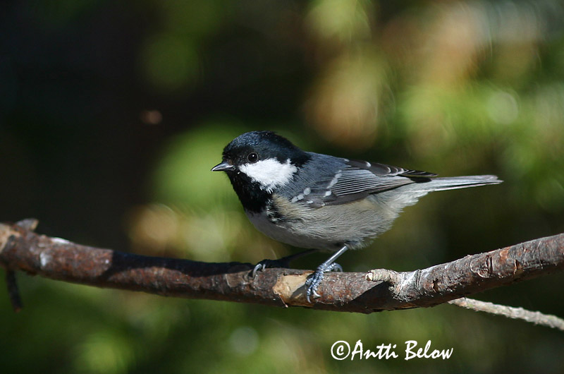 Avainsanat: Mallerenga petita Sortmejse Zwarte mees Coal Tit Musttihane Kuusitiainen Mésange noire Tannenmeise Fenyvescinege Barrmeisa Cincia mora Svartmeis Chapim-preto Parus ater Carbonero Garrapinos Svartmes