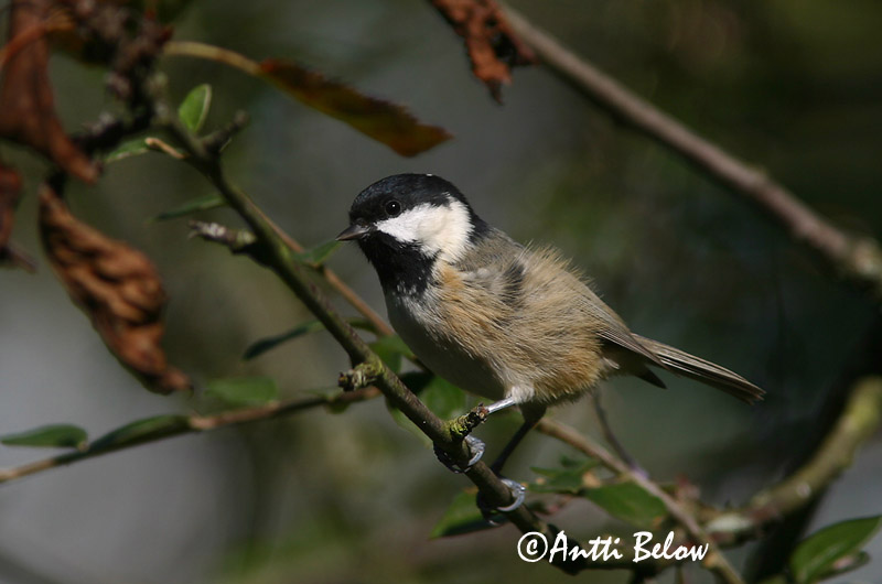 Avainsanat: Mallerenga petita Sortmejse Zwarte mees Coal Tit Musttihane Kuusitiainen Mésange noire Tannenmeise Fenyvescinege Barrmeisa Cincia mora Svartmeis Chapim-preto Parus ater Carbonero Garrapinos Svartmes