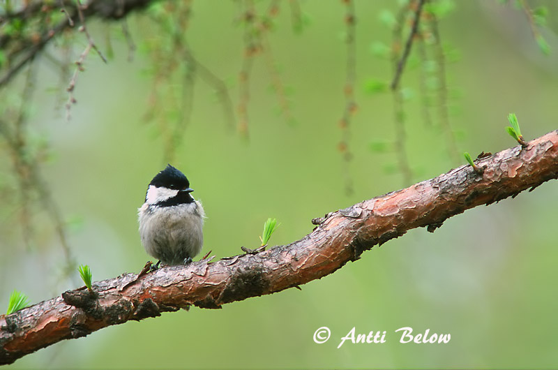 Avainsanat: Mallerenga petita Sortmejse Zwarte mees Coal Tit Musttihane Kuusitiainen Mésange noire Tannenmeise Fenyvescinege Barrmeisa Cincia mora Svartmeis Chapim-preto Parus ater Carbonero Garrapinos Svartmes