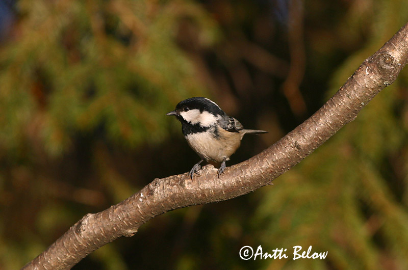 Avainsanat: Mallerenga petita Sortmejse Zwarte mees Coal Tit Musttihane Kuusitiainen Mésange noire Tannenmeise Fenyvescinege Barrmeisa Cincia mora Svartmeis Chapim-preto Parus ater Carbonero Garrapinos Svartmes