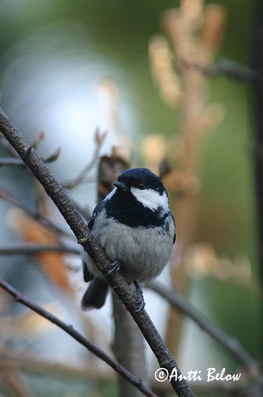 Avainsanat: Mallerenga petita Sortmejse Zwarte mees Coal Tit Musttihane Kuusitiainen Mésange noire Tannenmeise Fenyvescinege Barrmeisa Cincia mora Svartmeis Chapim-preto Parus ater Carbonero Garrapinos Svartmes