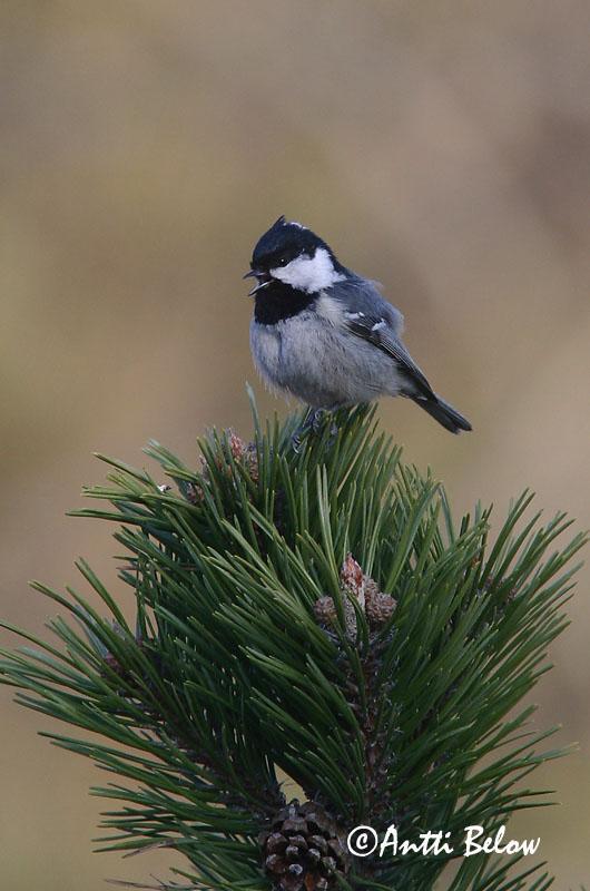 Avainsanat: Mallerenga petita Sortmejse Zwarte mees Coal Tit Musttihane Kuusitiainen Mésange noire Tannenmeise Fenyvescinege Barrmeisa Cincia mora Svartmeis Chapim-preto Parus ater Carbonero Garrapinos Svartmes