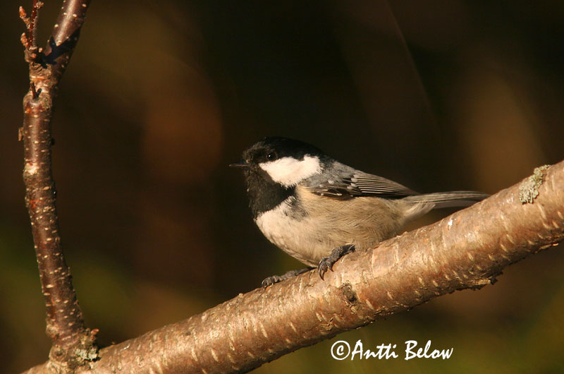 Avainsanat: Mallerenga petita Sortmejse Zwarte mees Coal Tit Musttihane Kuusitiainen Mésange noire Tannenmeise Fenyvescinege Barrmeisa Cincia mora Svartmeis Chapim-preto Parus ater Carbonero Garrapinos Svartmes