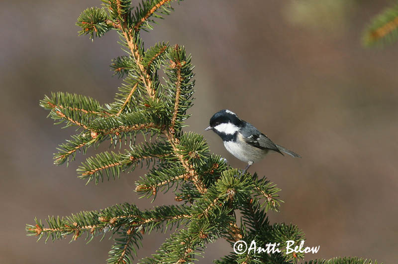 Avainsanat: Mallerenga petita Sortmejse Zwarte mees Coal Tit Musttihane Kuusitiainen Mésange noire Tannenmeise Fenyvescinege Barrmeisa Cincia mora Svartmeis Chapim-preto Parus ater Carbonero Garrapinos Svartmes