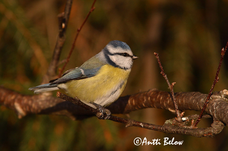 Avainsanat: Mallerenga blava Blåmejse Pimpelmees Blue Tit Sinitihane Sinitiainen Mésange bleue Blaumeise Kék cinege Blámeisa Cinciarella Blåmeis Chapim-azul Parus caeruleus Herrerillo Común Blåmes