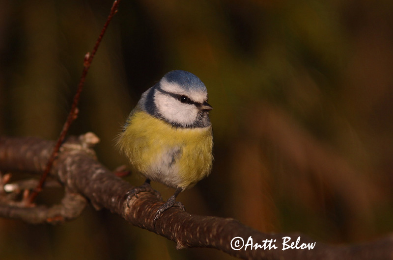 Avainsanat: Mallerenga blava Blåmejse Pimpelmees Blue Tit Sinitihane Sinitiainen Mésange bleue Blaumeise Kék cinege Blámeisa Cinciarella Blåmeis Chapim-azul Parus caeruleus Herrerillo Común Blåmes