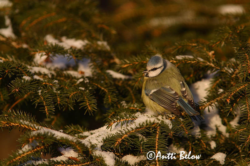 Avainsanat: Mallerenga blava Blåmejse Pimpelmees Blue Tit Sinitihane Sinitiainen Mésange bleue Blaumeise Kék cinege Blámeisa Cinciarella Blåmeis Chapim-azul Parus caeruleus Herrerillo Común Blåmes
