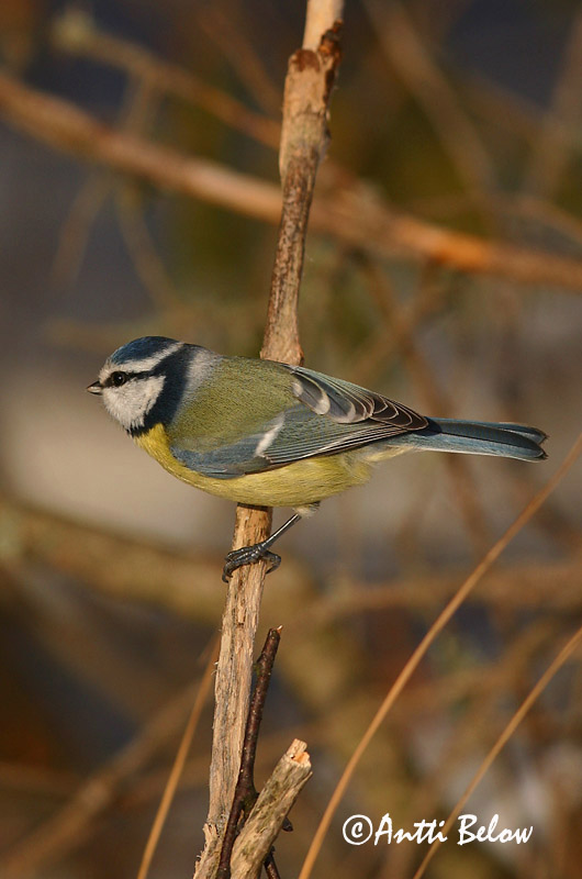 Avainsanat: Mallerenga blava Blåmejse Pimpelmees Blue Tit Sinitihane Sinitiainen Mésange bleue Blaumeise Kék cinege Blámeisa Cinciarella Blåmeis Chapim-azul Parus caeruleus Herrerillo Común Blåmes