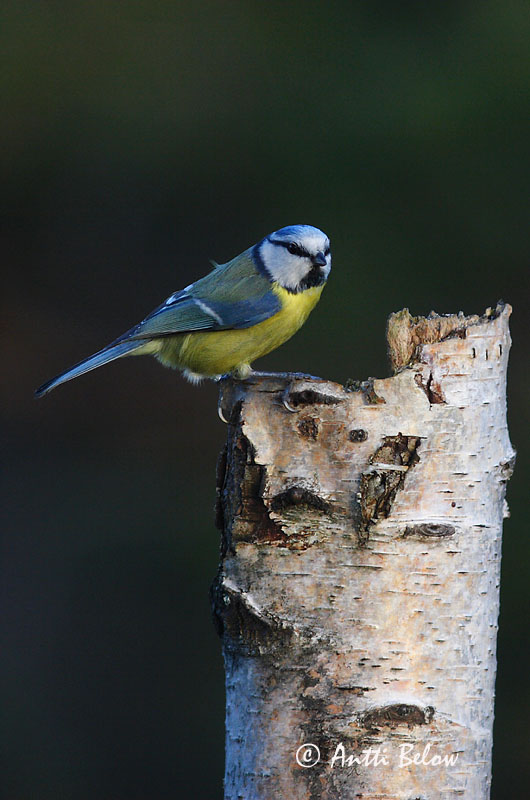 Avainsanat: Mallerenga blava Blåmejse Pimpelmees Blue Tit Sinitihane Sinitiainen Mésange bleue Blaumeise Kék cinege Blámeisa Cinciarella Blåmeis Chapim-azul Parus caeruleus Herrerillo Común Blåmes