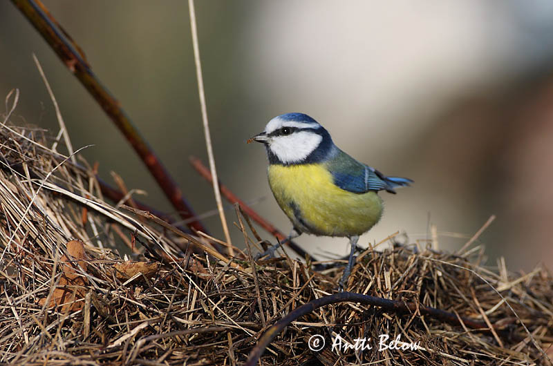 Avainsanat: Mallerenga blava Blåmejse Pimpelmees Blue Tit Sinitihane Sinitiainen Mésange bleue Blaumeise Kék cinege Blámeisa Cinciarella Blåmeis Chapim-azul Parus caeruleus Herrerillo Común Blåmes