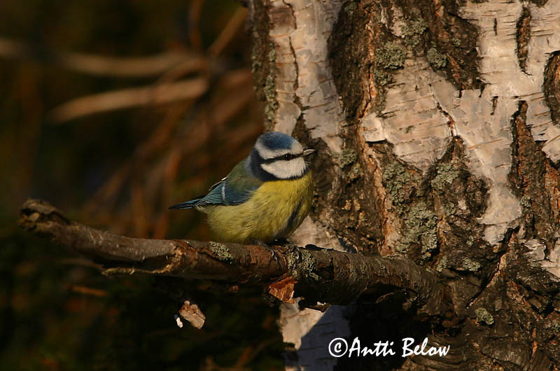 Avainsanat: Mallerenga blava Blåmejse Pimpelmees Blue Tit Sinitihane Sinitiainen Mésange bleue Blaumeise Kék cinege Blámeisa Cinciarella Blåmeis Chapim-azul Parus caeruleus Herrerillo Común Blåmes
