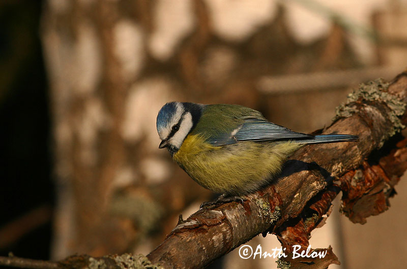 Avainsanat: Mallerenga blava Blåmejse Pimpelmees Blue Tit Sinitihane Sinitiainen Mésange bleue Blaumeise Kék cinege Blámeisa Cinciarella Blåmeis Chapim-azul Parus caeruleus Herrerillo Común Blåmes