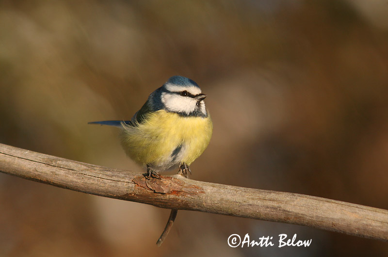 Avainsanat: Mallerenga blava Blåmejse Pimpelmees Blue Tit Sinitihane Sinitiainen Mésange bleue Blaumeise Kék cinege Blámeisa Cinciarella Blåmeis Chapim-azul Parus caeruleus Herrerillo Común Blåmes