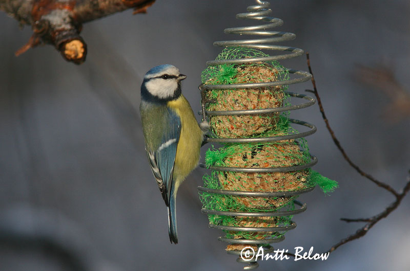 Avainsanat: Mallerenga blava Blåmejse Pimpelmees Blue Tit Sinitihane Sinitiainen Mésange bleue Blaumeise Kék cinege Blámeisa Cinciarella Blåmeis Chapim-azul Parus caeruleus Herrerillo Común Blåmes