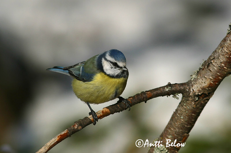 Avainsanat: Mallerenga blava Blåmejse Pimpelmees Blue Tit Sinitihane Sinitiainen Mésange bleue Blaumeise Kék cinege Blámeisa Cinciarella Blåmeis Chapim-azul Parus caeruleus Herrerillo Común Blåmes