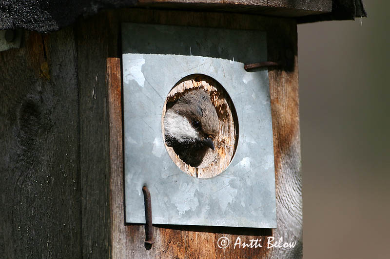 Avainsanat: Lapmejse Bruinkopmees Siberian Tit Taigatihane Lapintiainen Mésange lapone Lapplandmeise Lappföldi cinege Norðmeisa Cincia siberiana Lappmeis Chapim da Lapónia Parus cinctus Carbonero Lapón Lappmes