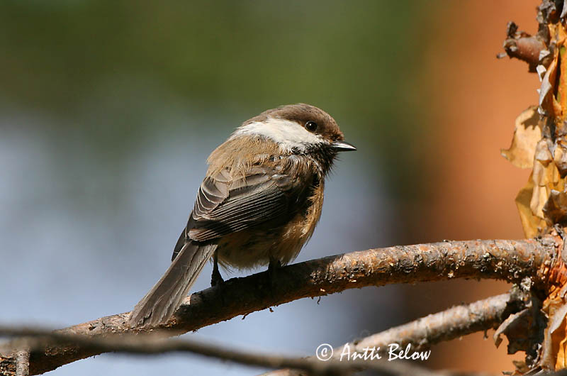 Avainsanat: Lapmejse Bruinkopmees Siberian Tit Taigatihane Lapintiainen Mésange lapone Lapplandmeise Lappföldi cinege Norðmeisa Cincia siberiana Lappmeis Chapim da Lapónia Parus cinctus Carbonero Lapón Lappmes