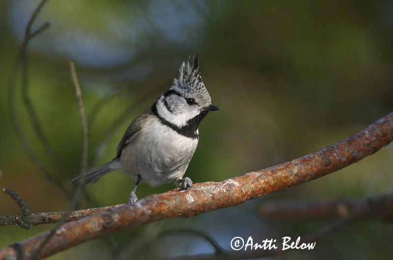 Avainsanat: Mallerenga emplomallada Topmejse Kuifmees Crested Tit tufparuo Tutt-tihane Töyhtötiainen Mésange huppée Haubenmeise Búbos cinege Toppmeisa Cincia dal ciuffo Toppmeis Chapim-de-poupa Parus cristatus Herrerillo Capuchino Tofsmes