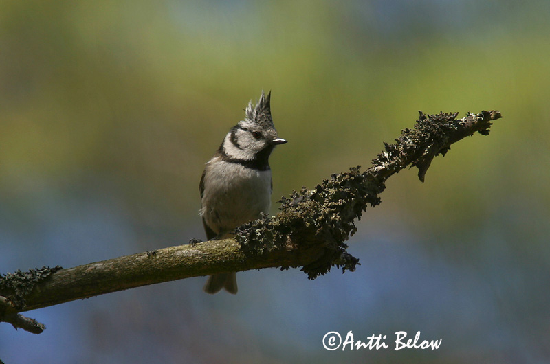 Avainsanat: Mallerenga emplomallada Topmejse Kuifmees Crested Tit tufparuo Tutt-tihane Töyhtötiainen Mésange huppée Haubenmeise Búbos cinege Toppmeisa Cincia dal ciuffo Toppmeis Chapim-de-poupa Parus cristatus Herrerillo Capuchino Tofsmes