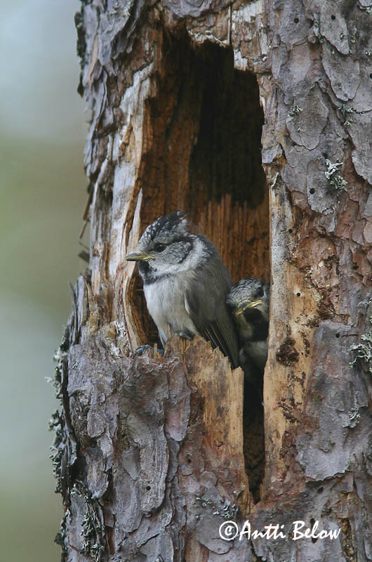 Avainsanat: Mallerenga emplomallada Topmejse Kuifmees Crested Tit tufparuo Tutt-tihane Töyhtötiainen Mésange huppée Haubenmeise Búbos cinege Toppmeisa Cincia dal ciuffo Toppmeis Chapim-de-poupa Parus cristatus Herrerillo Capuchino Tofsmes