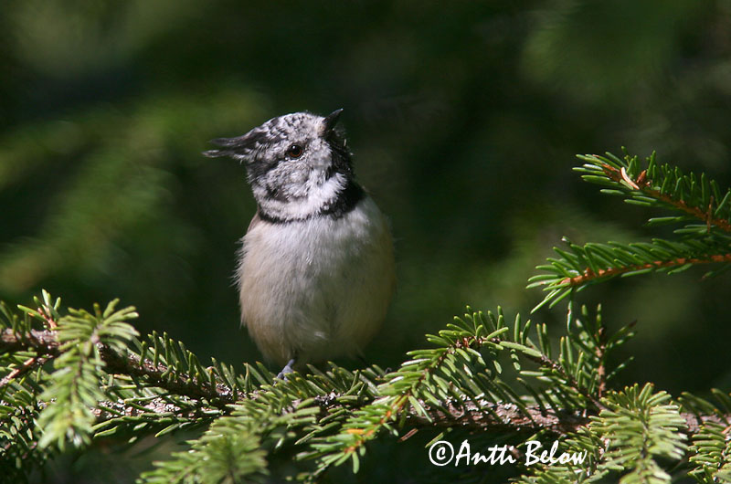 Avainsanat: Mallerenga emplomallada Topmejse Kuifmees Crested Tit tufparuo Tutt-tihane Töyhtötiainen Mésange huppée Haubenmeise Búbos cinege Toppmeisa Cincia dal ciuffo Toppmeis Chapim-de-poupa Parus cristatus Herrerillo Capuchino Tofsmes