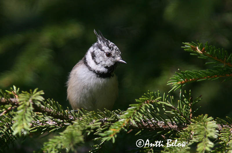 Avainsanat: Mallerenga emplomallada Topmejse Kuifmees Crested Tit tufparuo Tutt-tihane Töyhtötiainen Mésange huppée Haubenmeise Búbos cinege Toppmeisa Cincia dal ciuffo Toppmeis Chapim-de-poupa Parus cristatus Herrerillo Capuchino Tofsmes