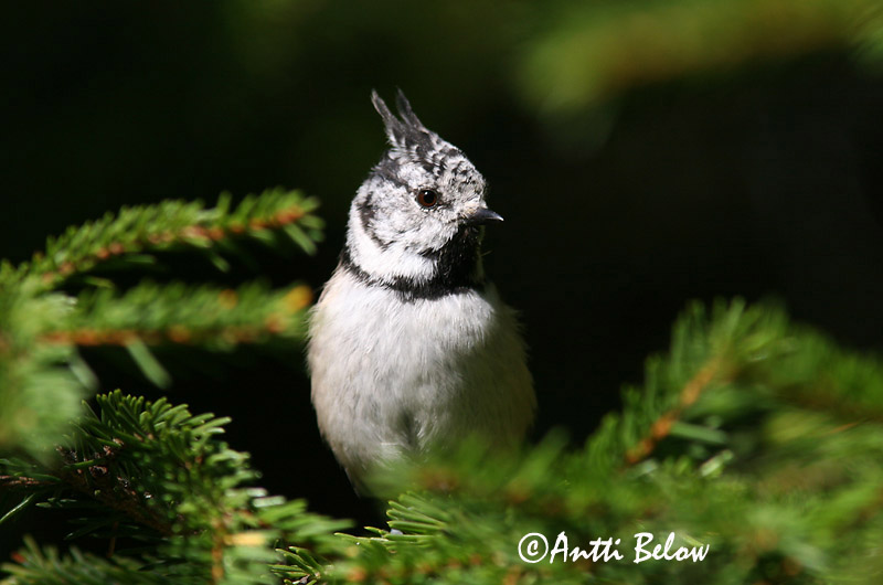 Avainsanat: Mallerenga emplomallada Topmejse Kuifmees Crested Tit tufparuo Tutt-tihane Töyhtötiainen Mésange huppée Haubenmeise Búbos cinege Toppmeisa Cincia dal ciuffo Toppmeis Chapim-de-poupa Parus cristatus Herrerillo Capuchino Tofsmes