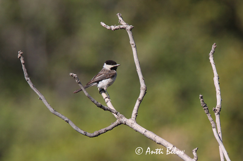 Avainsanat: Rouwmees Sombre Tit Balkanintiainen Mésange lugubre Trauermeise Cincia dalmatina Balkanmeis Parus lugubris Carbonero Lúgubre Balkanmes