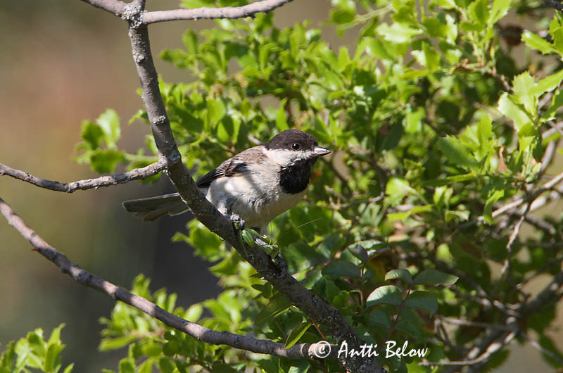 Avainsanat: Rouwmees Sombre Tit Balkanintiainen Mésange lugubre Trauermeise Cincia dalmatina Balkanmeis Parus lugubris Carbonero Lúgubre Balkanmes