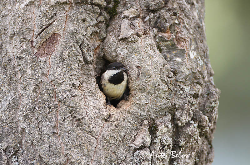 Avainsanat: Rouwmees Sombre Tit Balkanintiainen Mésange lugubre Trauermeise Cincia dalmatina Balkanmeis Parus lugubris Carbonero Lúgubre Balkanmes