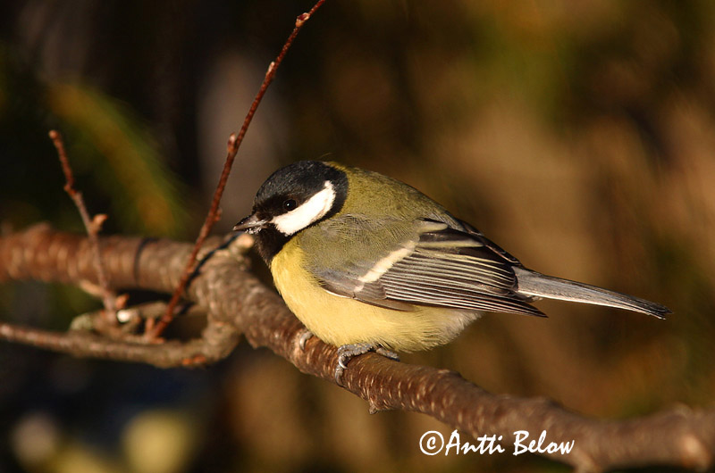 Avainsanat: Mallerenga carbonera Musvit Koolmees Great Tit Rasvatihane Talitiainen Mésange charbonnière Kohlmeise Széncinege Flotmeisa Cinciallegra Kjøttmeis Chapim-real Parus major Carbonero Común Talgoxe