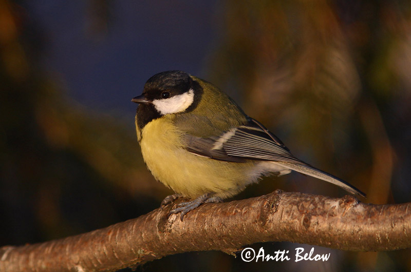 Avainsanat: Mallerenga carbonera Musvit Koolmees Great Tit Rasvatihane Talitiainen Mésange charbonnière Kohlmeise Széncinege Flotmeisa Cinciallegra Kjøttmeis Chapim-real Parus major Carbonero Común Talgoxe