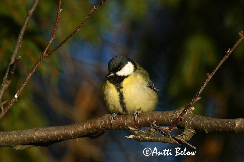Avainsanat: Mallerenga carbonera Musvit Koolmees Great Tit Rasvatihane Talitiainen Mésange charbonnière Kohlmeise Széncinege Flotmeisa Cinciallegra Kjøttmeis Chapim-real Parus major Carbonero Común Talgoxe