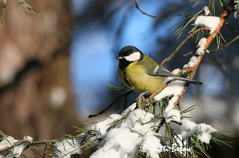 Avainsanat: Mallerenga carbonera Musvit Koolmees Great Tit Rasvatihane Talitiainen Mésange charbonnière Kohlmeise Széncinege Flotmeisa Cinciallegra Kjøttmeis Chapim-real Parus major Carbonero Común Talgoxe