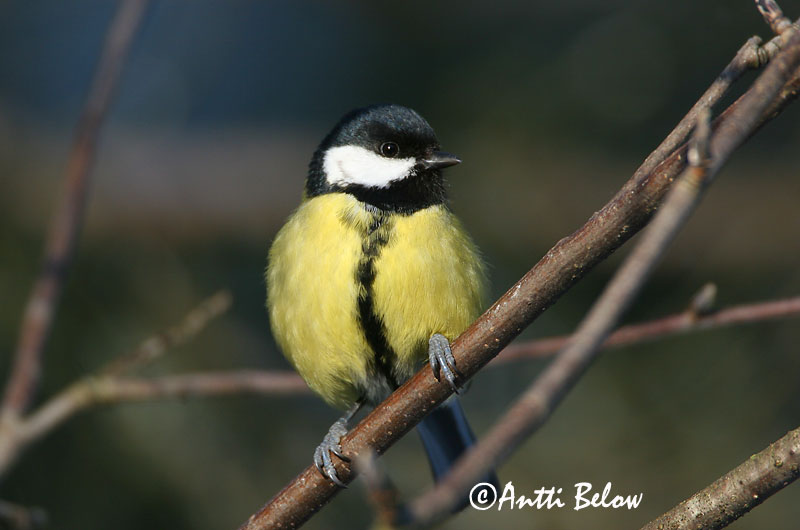 Avainsanat: Mallerenga carbonera Musvit Koolmees Great Tit Rasvatihane Talitiainen Mésange charbonnière Kohlmeise Széncinege Flotmeisa Cinciallegra Kjøttmeis Chapim-real Parus major Carbonero Común Talgoxe