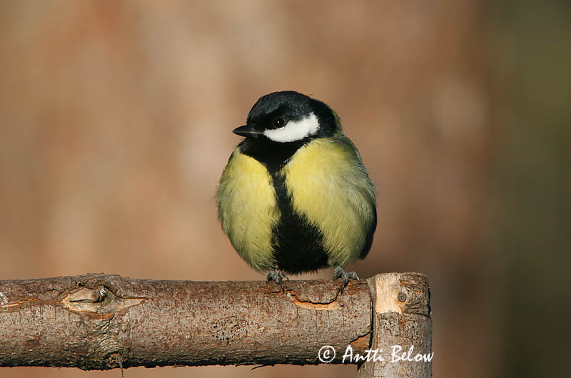 Avainsanat: Mallerenga carbonera Musvit Koolmees Great Tit Rasvatihane Talitiainen Mésange charbonnière Kohlmeise Széncinege Flotmeisa Cinciallegra Kjøttmeis Chapim-real Parus major Carbonero Común Talgoxe