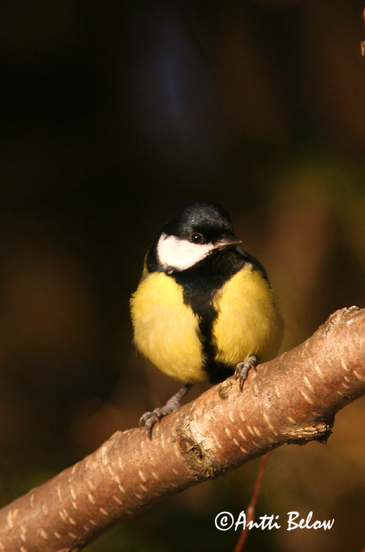 Avainsanat: Mallerenga carbonera Musvit Koolmees Great Tit Rasvatihane Talitiainen Mésange charbonnière Kohlmeise Széncinege Flotmeisa Cinciallegra Kjøttmeis Chapim-real Parus major Carbonero Común Talgoxe