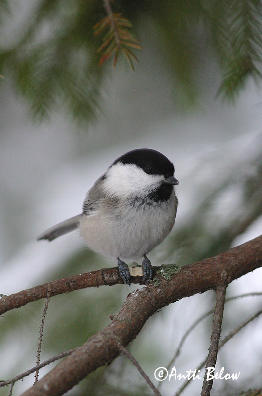 Avainsanat: Fyrremejse Matkopmees Willow Tit salikparuo Põhjatihane Hömötiainen Mésange boréale Weidenmeise Mönchsmeise Kormosfeju cinege Votmeisa Cincia bigia alpestre Granmeis Chapim-sibilino Parus montanus Carbonero Sibilino Talltita