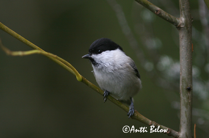 Avainsanat: Fyrremejse Matkopmees Willow Tit salikparuo Põhjatihane Hömötiainen Mésange boréale Weidenmeise Mönchsmeise Kormosfeju cinege Votmeisa Cincia bigia alpestre Granmeis Chapim-sibilino Parus montanus Carbonero Sibilino Talltita