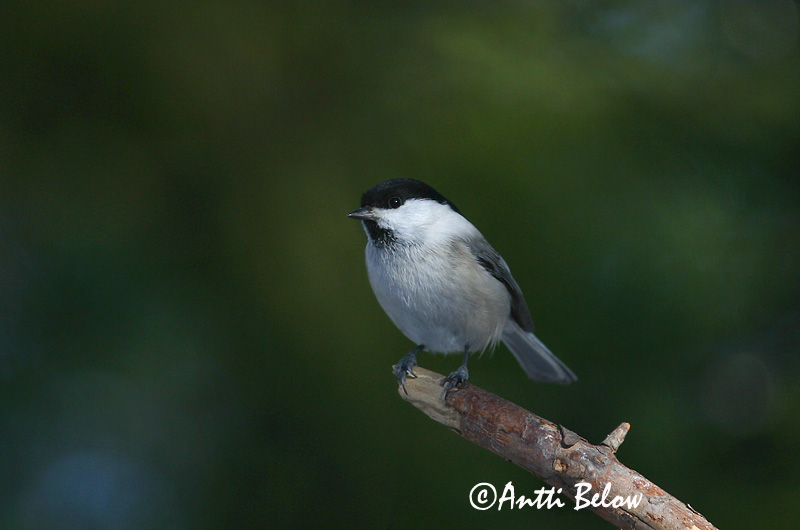 Avainsanat: Fyrremejse Matkopmees Willow Tit salikparuo Põhjatihane Hömötiainen Mésange boréale Weidenmeise Mönchsmeise Kormosfeju cinege Votmeisa Cincia bigia alpestre Granmeis Chapim-sibilino Parus montanus Carbonero Sibilino Talltita