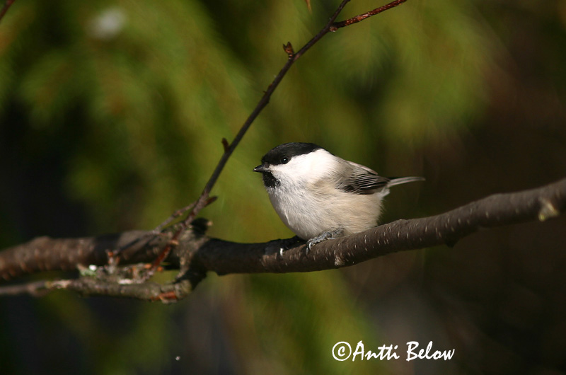 Avainsanat: Fyrremejse Matkopmees Willow Tit salikparuo Põhjatihane Hömötiainen Mésange boréale Weidenmeise Mönchsmeise Kormosfeju cinege Votmeisa Cincia bigia alpestre Granmeis Chapim-sibilino Parus montanus Carbonero Sibilino Talltita