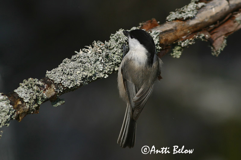 Avainsanat: Fyrremejse Matkopmees Willow Tit salikparuo Põhjatihane Hömötiainen Mésange boréale Weidenmeise Mönchsmeise Kormosfeju cinege Votmeisa Cincia bigia alpestre Granmeis Chapim-sibilino Parus montanus Carbonero Sibilino Talltita