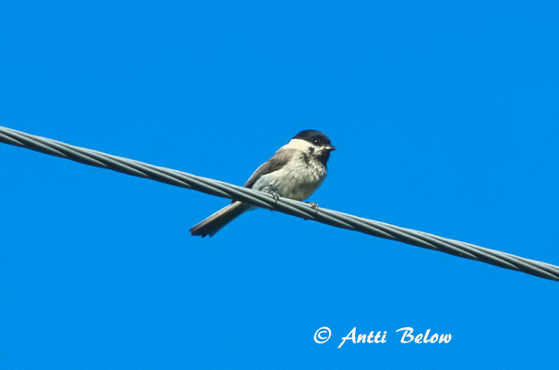 Avainsanat: Mallerenga d'aigua Sumpmejse Glanskopmees Marsh Tit Sootihane Viitatiainen Mésange nonnette Sumpfmeise Barátcinege Laufmeisa Cincia bigia Løvmeis Chapim-palustre Parus palustris Carbonero Palustre Entita