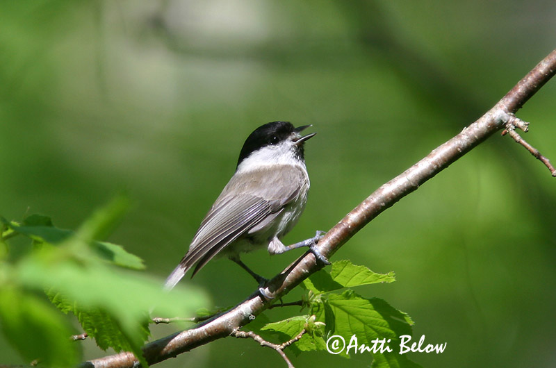Avainsanat: Mallerenga d'aigua Sumpmejse Glanskopmees Marsh Tit Sootihane Viitatiainen Mésange nonnette Sumpfmeise Barátcinege Laufmeisa Cincia bigia Løvmeis Chapim-palustre Parus palustris Carbonero Palustre Entita