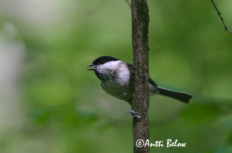 Avainsanat: Mallerenga d'aigua Sumpmejse Glanskopmees Marsh Tit Sootihane Viitatiainen Mésange nonnette Sumpfmeise Barátcinege Laufmeisa Cincia bigia Løvmeis Chapim-palustre Parus palustris Carbonero Palustre Entita