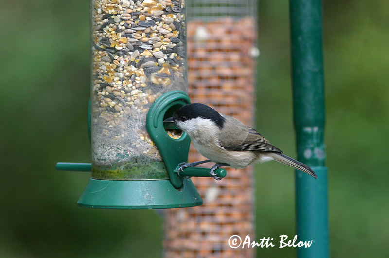 Avainsanat: Mallerenga d'aigua Sumpmejse Glanskopmees Marsh Tit Sootihane Viitatiainen Mésange nonnette Sumpfmeise Barátcinege Laufmeisa Cincia bigia Løvmeis Chapim-palustre Parus palustris Carbonero Palustre Entita