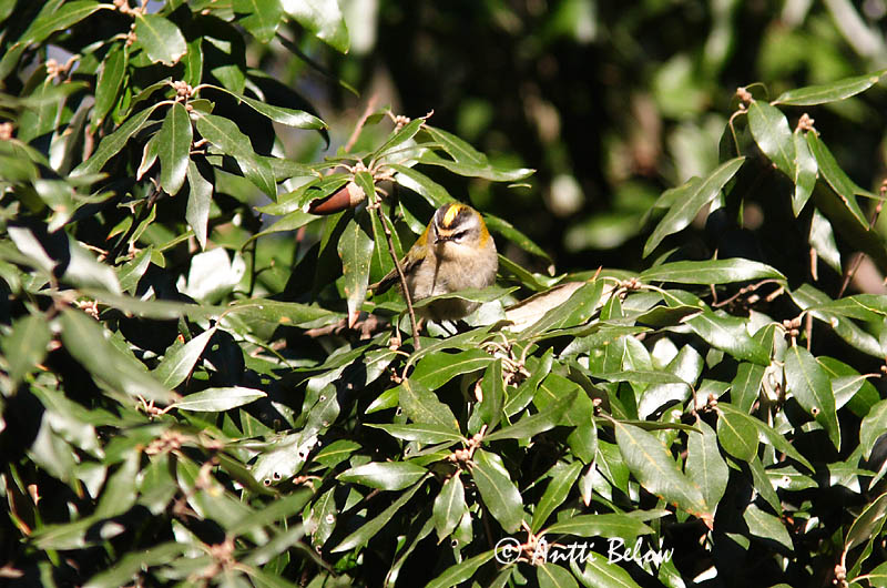 Rome, Italy 12/08
Avainsanat: Bruel Rødtoppet fuglekonge Vuurgoudhaantje Firecrest Lääne-pöialpoiss Tulipäähippiäinen Roitelet à triple bandeau Sommergoldhähnchen Tüzesfeju királyka Gullkollur Fiorrancino Rødtoppfuglekonge Estrelinha-de-cabeça-listada Regulus ignicapillus