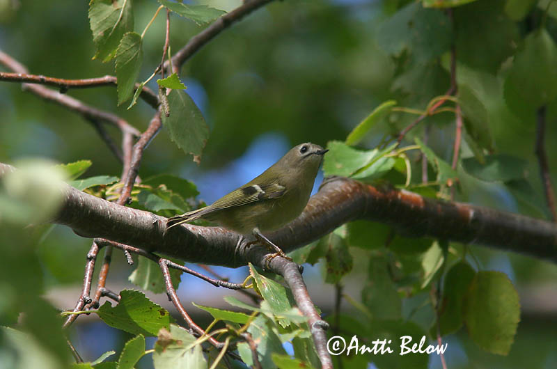 Avainsanat: Reietó Fuglekonge Goudhaantje Goldcrest Pöialpoiss Hippiäinen Roitelet huppé Wintergoldhähnchen Sárgafeju királyka Glókollur Regolo Fuglekonge Estrelinha-de-poupa Regulus regulus Reyezuelo Sencillo Kungsfågel